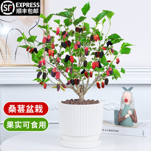桑葚盆栽树苗结果四季桑葚树阳台庭院食用桑叶花卉绿植果树大苗
