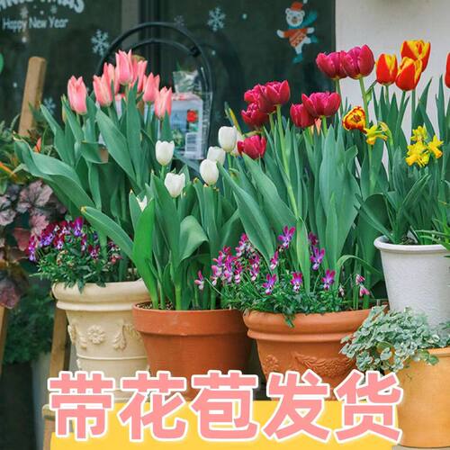 【带花发货郁金香】耐寒好养