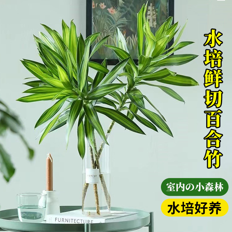 鲜切百合竹室内桌面四季好养