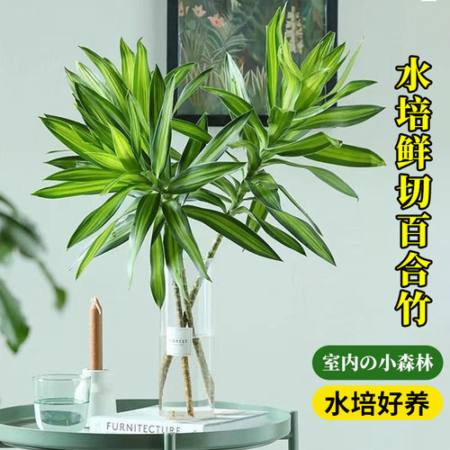 鲜切百合竹室内桌面四季好养