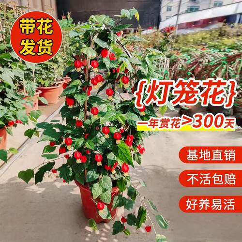 盆栽庭院爬藤植物蔓性风铃花