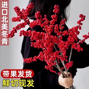 进口北美冬青发财红果果鲜花桌面真花年宵花水培植物香思豆鲜切枝