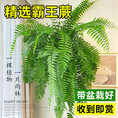霸王蕨四季好养垂吊植物