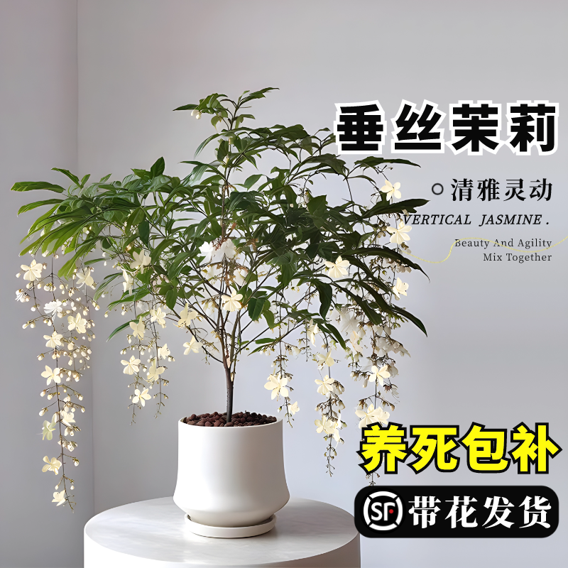 【带花发货】垂丝茉莉四季好养