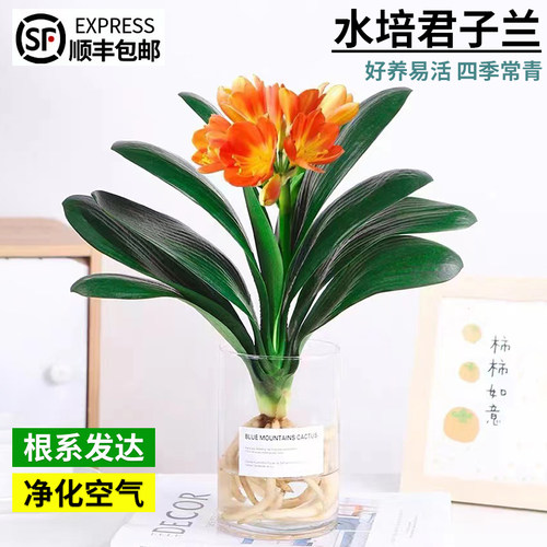 君子兰四季常青桌面盆栽