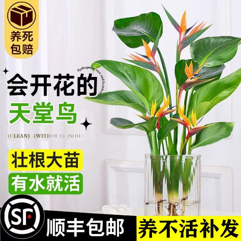 天堂鸟水培植物四季好养