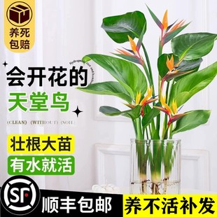 水培植物天堂鸟花卉盆栽客厅春羽盆栽金钻绿植富贵竹龟背竹水养