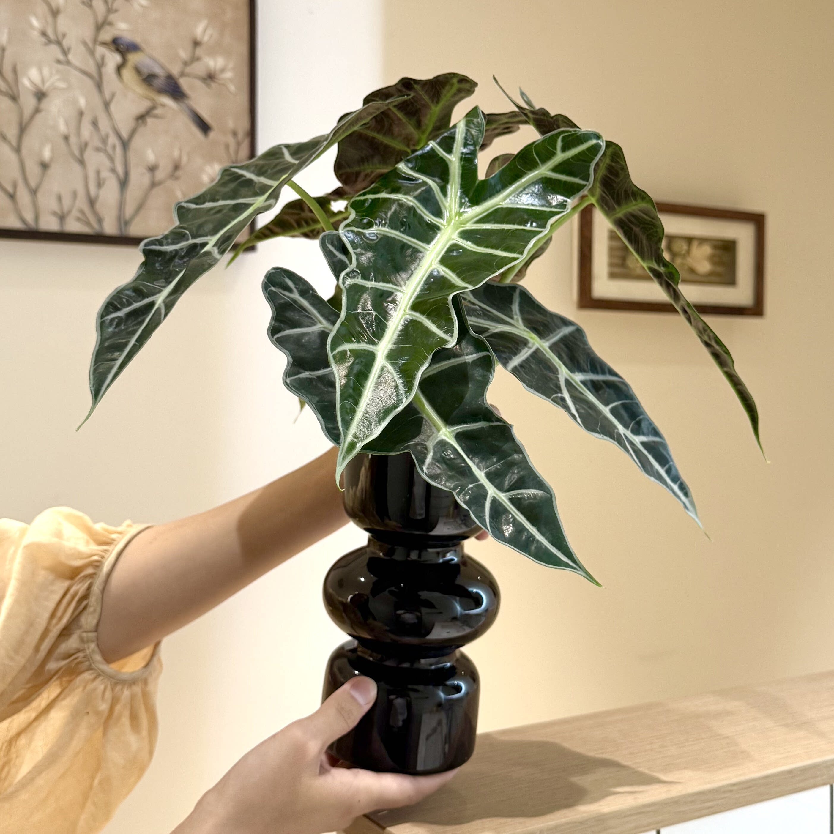 大仙女海芋水培植物绿植桌面好养活花卉盆栽办公室客厅四季常青