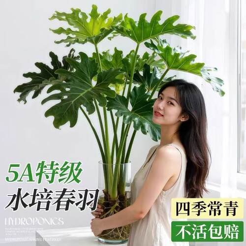 水培春羽办公室桌面绿植花卉