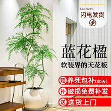 蓝花楹绿植室内大型树苗客厅落地式禄植大盆栽真花老桩四季好养