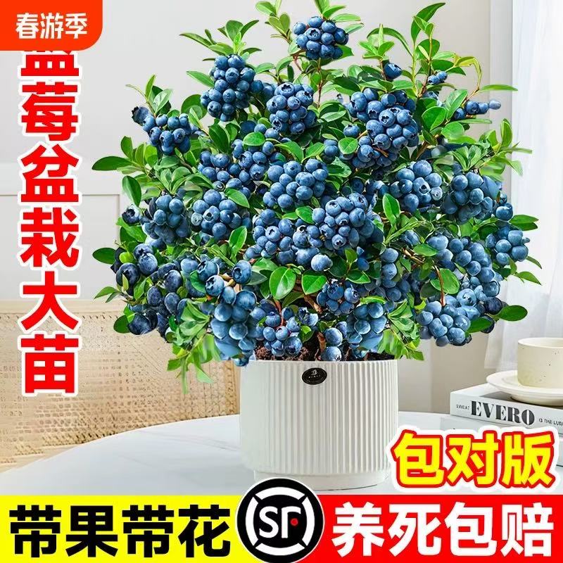 l25蓝莓树果苗特大号盆栽花香蓝莓果苗带果子南北方庭院种植带果