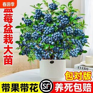 l25蓝莓树果苗特大号盆栽花香蓝莓果苗带果子南北方庭院种植带果