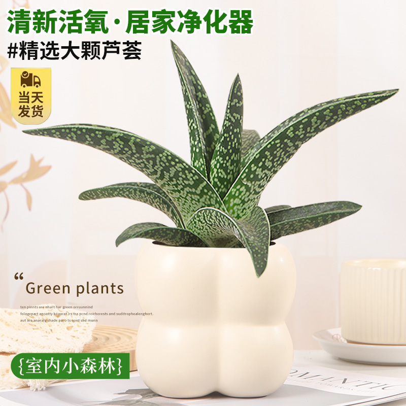 【不活包赔】翠花掌芦荟桌面植物