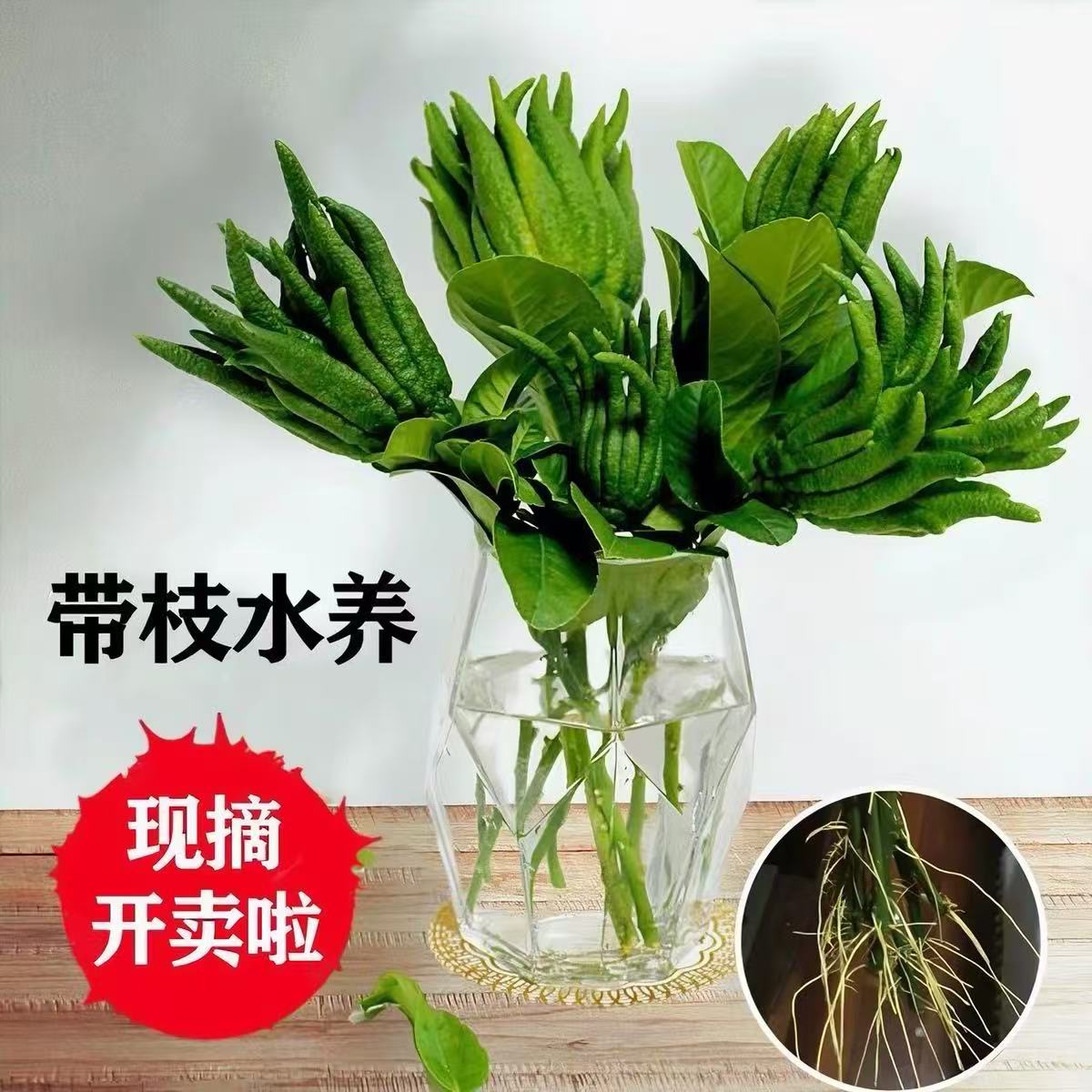 天然香薰水培植物佛手柑带枝鲜果新鲜佛手瓜摆件室内观赏清香花卉
