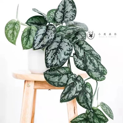 银斑葛四季好养垂吊植物