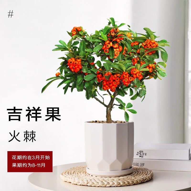 火棘树盆栽吉祥果喜庆果满堂红火棘树桩观果盆景红红火火花卉植物