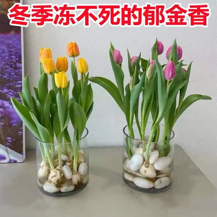 水培植物荷兰郁金香种球盆栽花种重瓣四季好养耐寒客厅阳台花卉