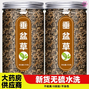 垂盆草中药材野生新鲜草锤垂盆草的功效与作用药用干货中草药500g