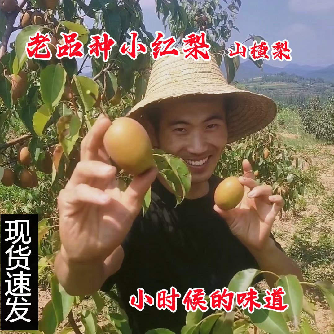 儿时味道野生老糖梨小红梨当季现摘山楂梨咳嗽煮水金珠沙梨麻安梨