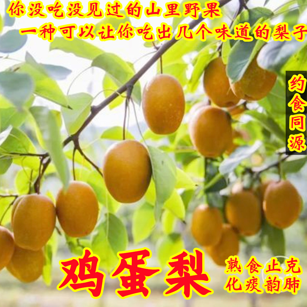 洛宁金珠果沙梨王新鲜孕妇水果当季野生现摘包邮小红梨咳嗽煮水梨
