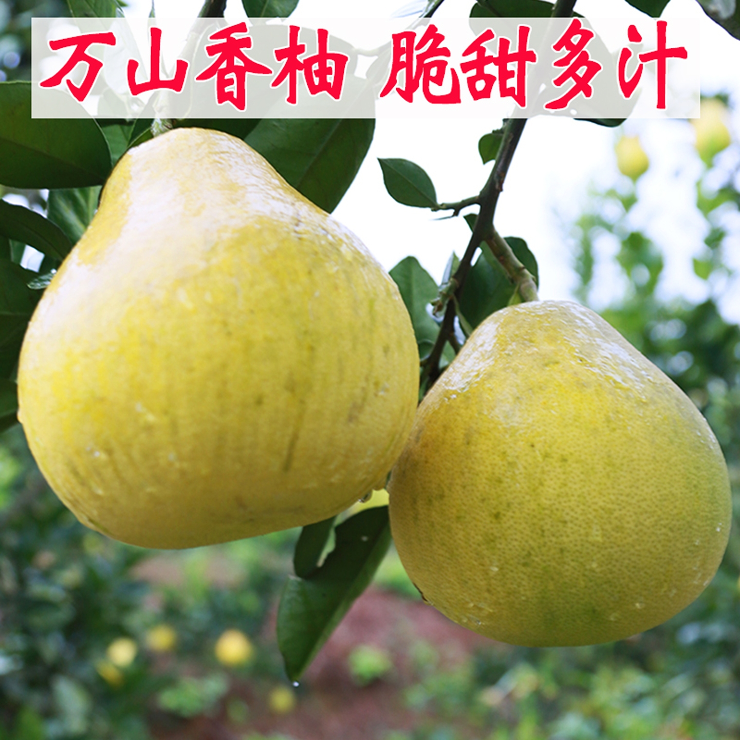 万山香柚白心小甜柚小香柚子脆甜雪峰柚非沙田柚当季水果冰糖柚