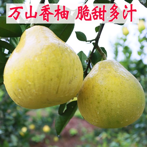 万山香柚白心小甜柚小香柚子脆甜雪峰柚非沙田柚当季水果冰糖柚