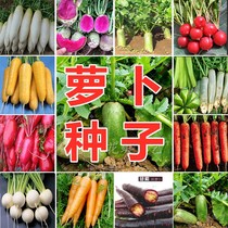 秋季夏季播白萝卜种子特大四季播九斤王迟萝卜地栽四季蔬菜萝卜苗