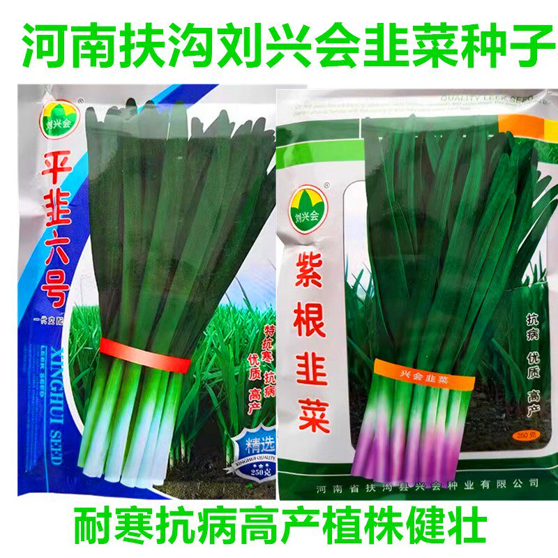 紫根韭菜种子不休眠白根韭菜种籽
