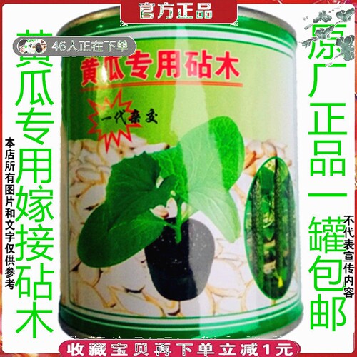 黄瓜专用嫁接砧木种子沾木白黄子南瓜砧木种子100g油亮型耐寒抗病