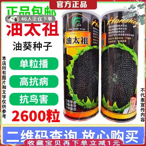 榨油专用葵花种籽榨油太祖向日葵