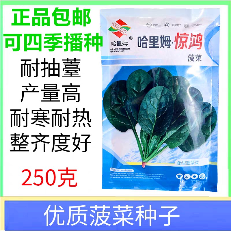 四季播整齐度好抗病耐热菠菜种籽