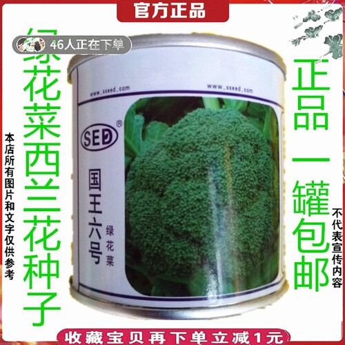 西兰花种子青花菜蔬菜种子耐寒热