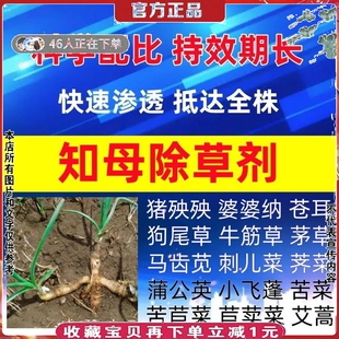 知母苗后除草剂精喹禾灵尖叶草阔叶杂草莎草香附子毛知母打杀草药