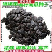 嫁接用黑籽南瓜种子籽孑番茄辣椒西瓜种子茄子沾粘贴砧木种子500g