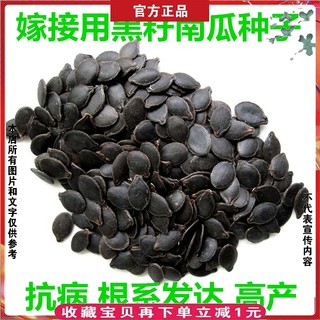 嫁接用黑籽南瓜种子籽孑番茄辣椒西瓜种子茄子沾粘贴砧木种子500g