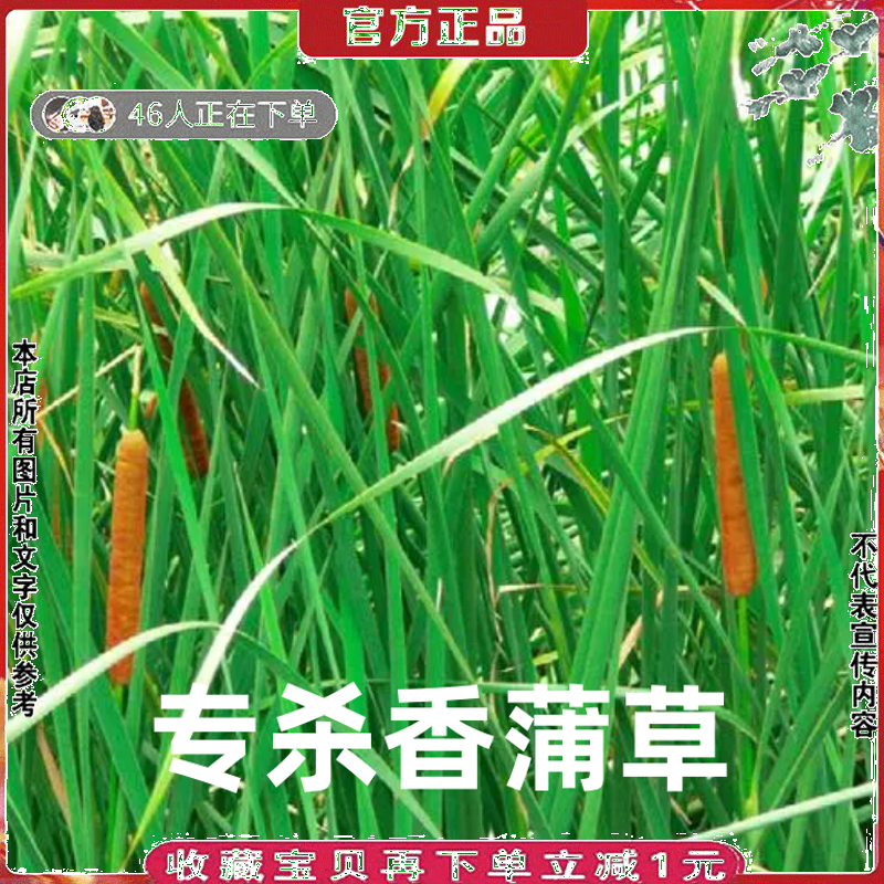 专杀芦苇卢伟蒲草烂根水烛香蒲灭茭白棒头高草香肠草棒缒草除草剂