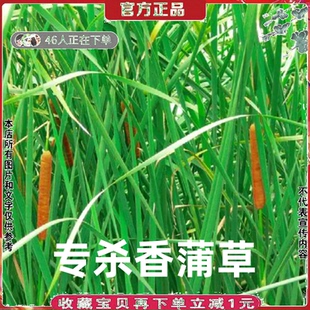 专杀芦苇卢伟蒲草烂根水烛香蒲灭茭白棒头高草香肠草棒缒草除草剂