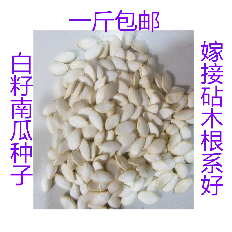砧木南瓜种子西瓜甜瓜黄瓜嫁接用