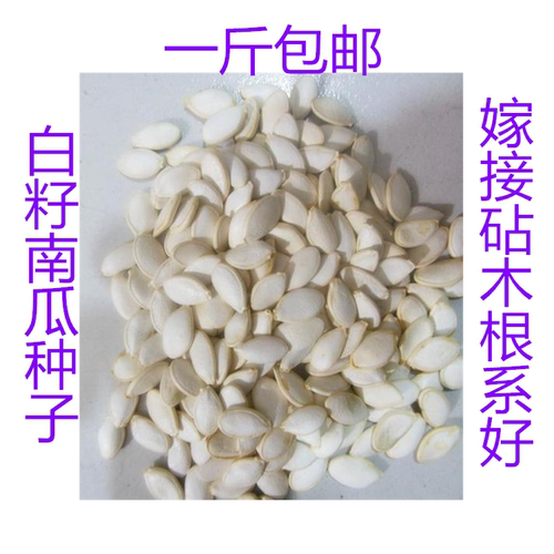 砧木南瓜种子西瓜甜瓜黄瓜嫁接用