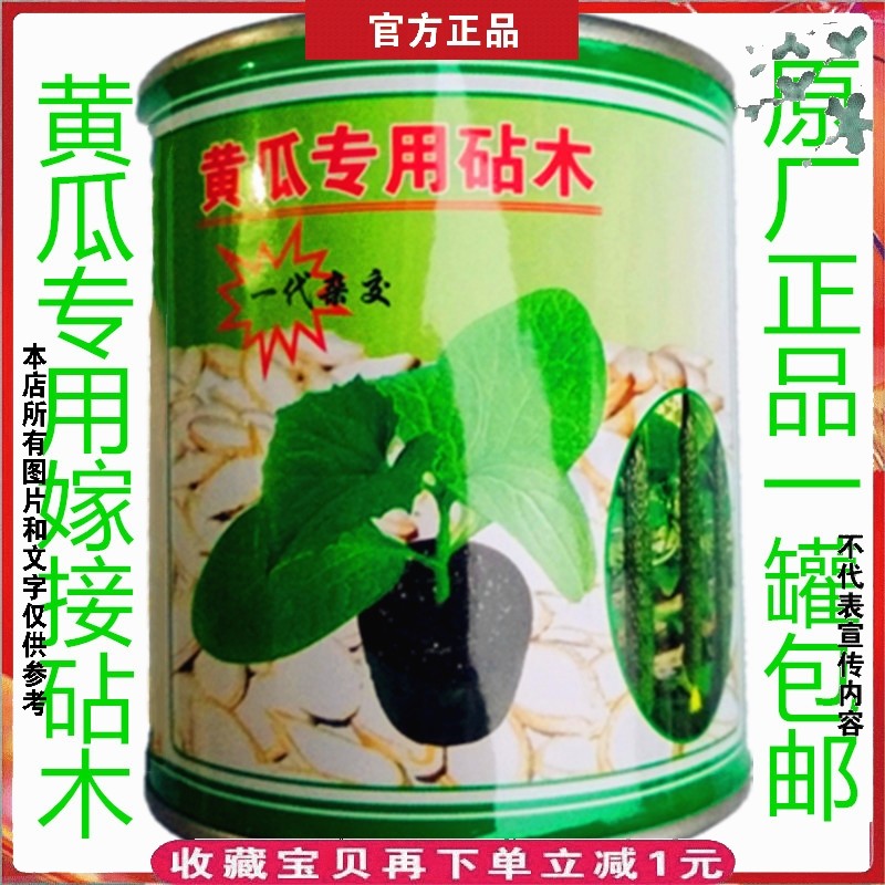 黄瓜专用嫁接砧木种子沾木白黄子南瓜砧木种子100g油亮型耐寒抗病