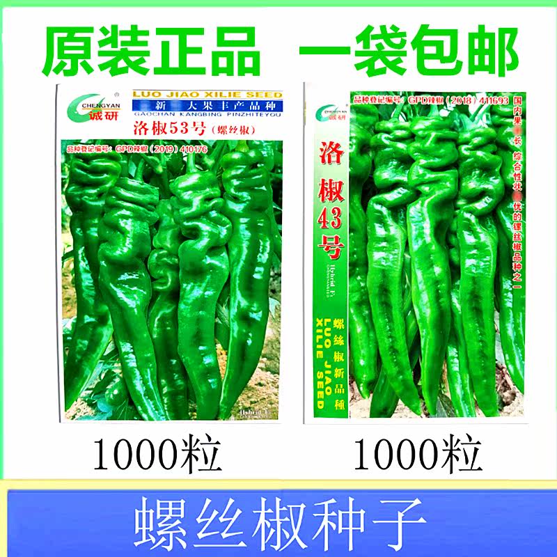 诚研洛椒籽螺丝辣椒种子高产优质