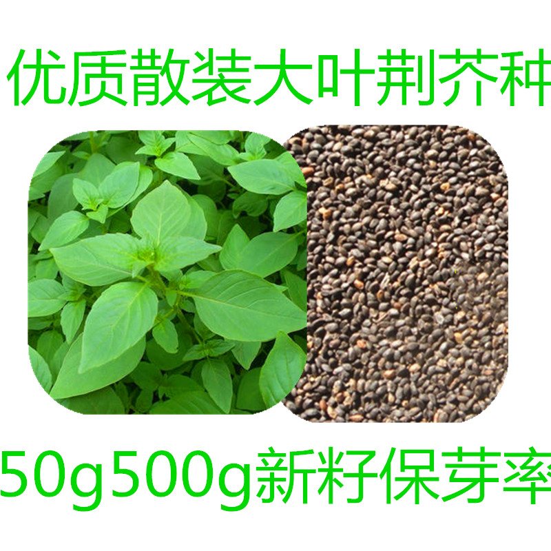 荆芥种籽孑蔬菜种子优质散装特大叶荆芥种子阳台菜园发芽好荆芥籽