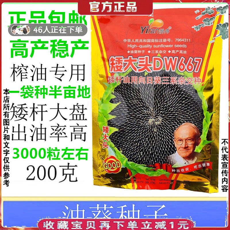 榨油专用油葵种子DW667矮大头油太祖早熟耐热向日葵种籽瓜子中孑