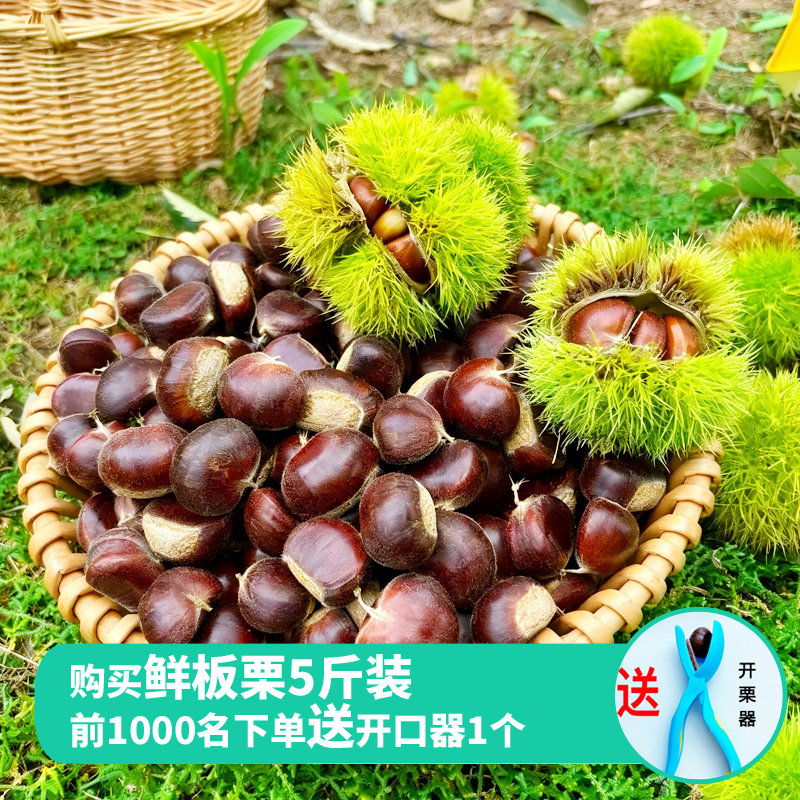 远方的梦想栗源有机鲜板栗正宗燕山老树生栗子河北特产油栗鲜甜