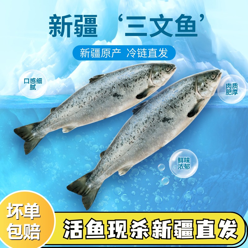 新疆三文鱼刺身冷水鱼