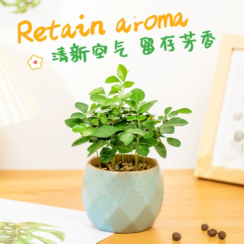 Jiuli Ароматная горшечная комната Цветочная и растения гостиная Офис.