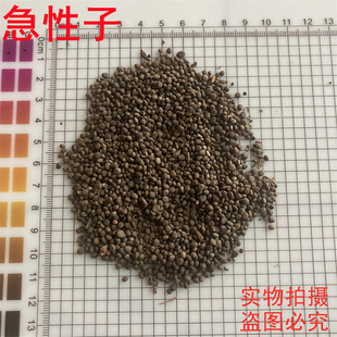 急性子500克中药材急性子 凤仙子 金凤花子 新货包邮