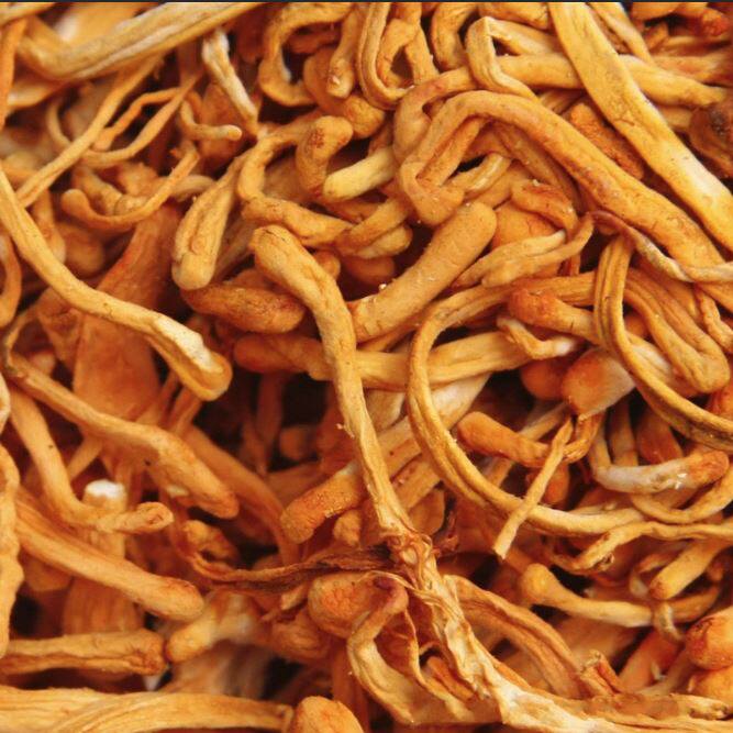 精选虫草花500克 虫草花 蛹虫草 金虫草 虫草孢子头 煲汤 炒菜