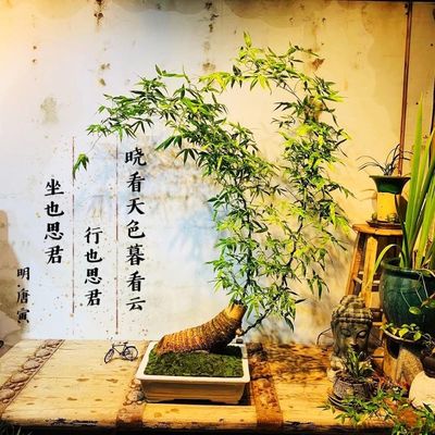 老桩勒竹盆景小叶簕竹成品茶桌摆件绿植绿色植物盆栽室内好养庭院