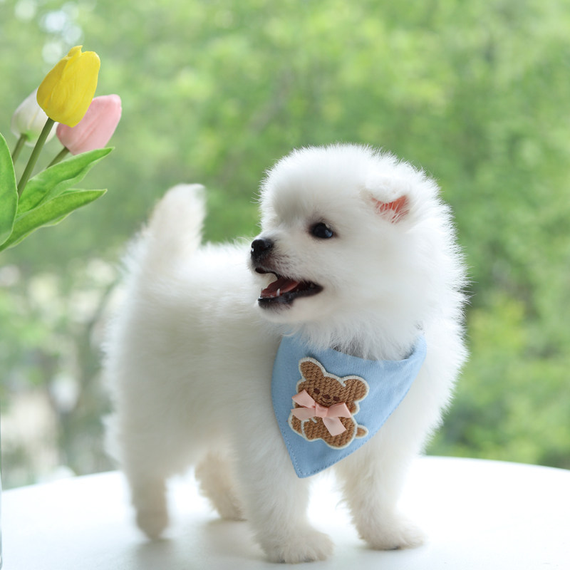 狗脖圈三角巾狗狗项圈宠物小狗幼犬口水巾小型犬比熊博美围兜围脖